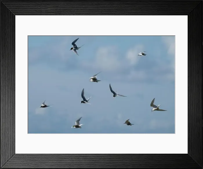 Framed Print : Flock of Arctic Tern (Sterna paradisaea) in flight, Orkney, Scotland Framed Print : Flock of Arctic Tern (Sterna paradisaea) in flight, Orkney, Scotland