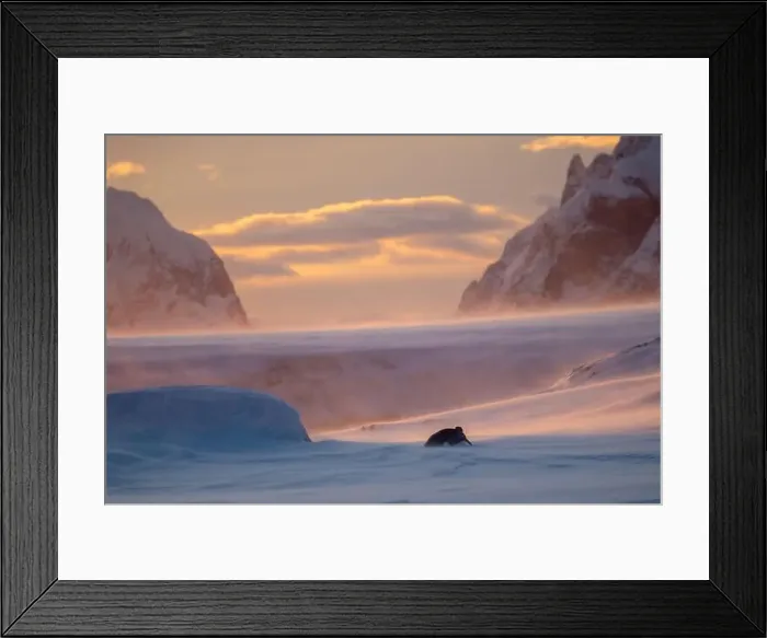 Framed Print : Emperor Penguin in Antarctica. South Pole Framed Print : Emperor Penguin in Antarctica. South Pole