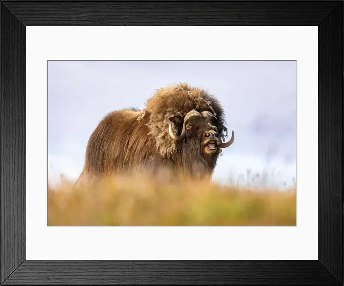 Framed Print : Close-up of a male muskox. Republic of Sakha, Yakutia, Russia Framed Print : Close-up of a male muskox. Republic of Sakha, Yakutia, Russia