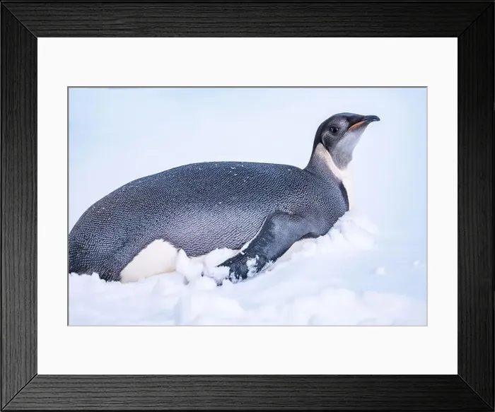 Framed Print : Emperor Penguin in Antarctica. South Pole Framed Print : Emperor Penguin in Antarctica. South Pole