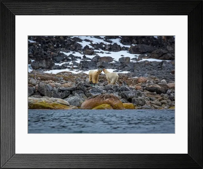 Framed Print : observe Polar Bears in the Magdalensfjorden on Svalbard Framed Print : observe Polar Bears in the Magdalensfjorden on Svalbard