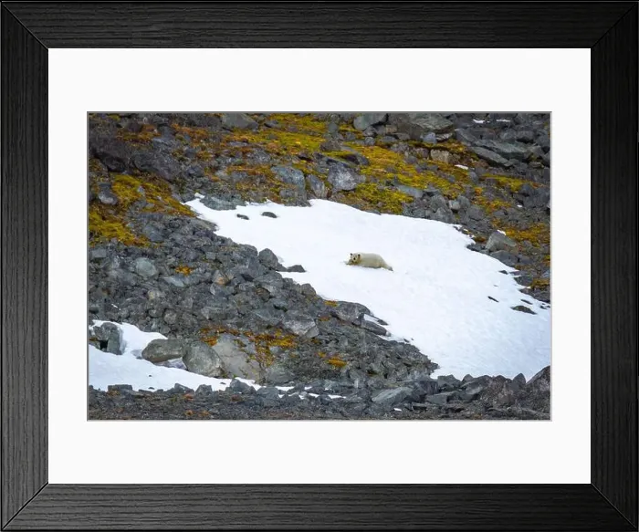 Framed Print : Polar Bears sleeping in a snowfield in the Magdalensfjorden on Svalbard Framed Print : Polar Bears sleeping in a snowfield in the Magdalensfjorden on Svalbard