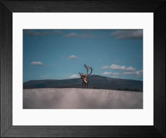 Framed Print : Reindeer with majestic antlers Framed Print : Reindeer with majestic antlers
