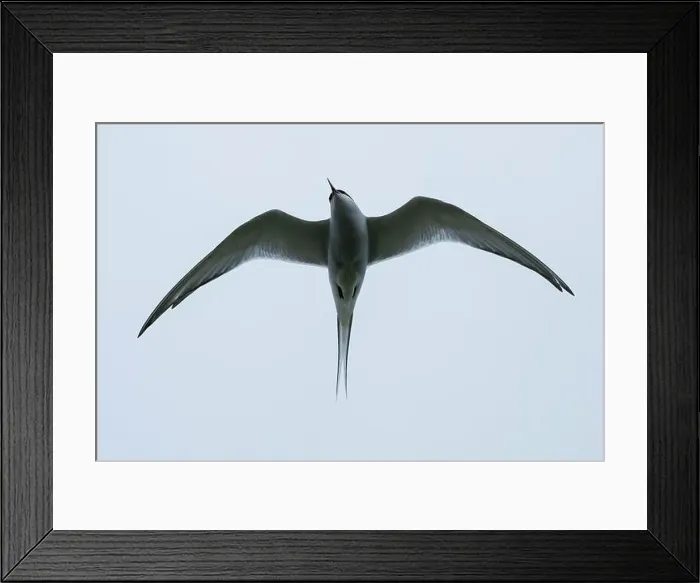 Framed Print : Arctic Tern (Sterna paradisaea) in flight, Orkney, Scotland Framed Print : Arctic Tern (Sterna paradisaea) in flight, Orkney, Scotland