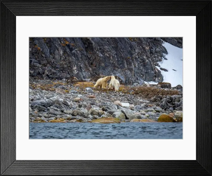 Framed Print : observe Polar Bears in the Magdalensfjorden on Svalbard Framed Print : observe Polar Bears in the Magdalensfjorden on Svalbard