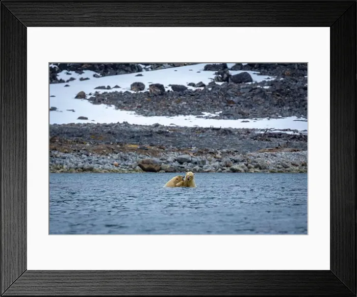 Framed Print : Polar Bears are playing in water in the Magdalensfjorden on Svalbard Framed Print : Polar Bears are playing in water in the Magdalensfjorden on Svalbard