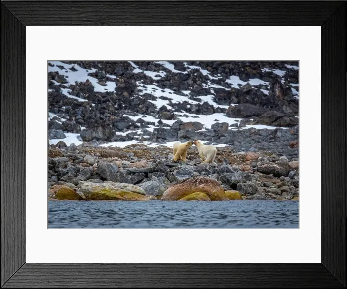 Framed Print : observe Polar Bears in the Magdalensfjorden on Svalbard Framed Print : observe Polar Bears in the Magdalensfjorden on Svalbard