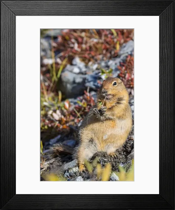Framed Print : Arctic Ground Squirrel in Autumn in Denali National Park Alaska Framed Print : Arctic Ground Squirrel in Autumn in Denali National Park Alaska