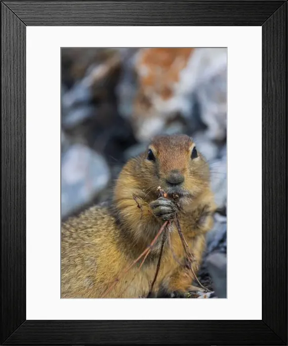 Framed Print : Arctic Ground Squirrel in Autumn in Denali National Park Alaska Framed Print : Arctic Ground Squirrel in Autumn in Denali National Park Alaska