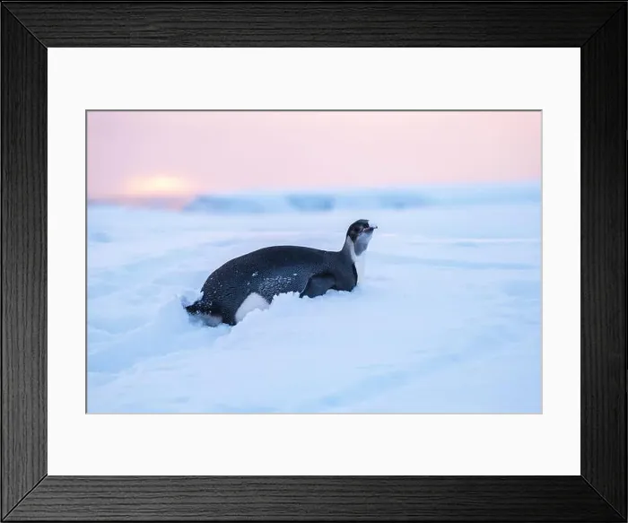 Framed Print : Emperor Penguin in Antarctica. South Pole Framed Print : Emperor Penguin in Antarctica. South Pole