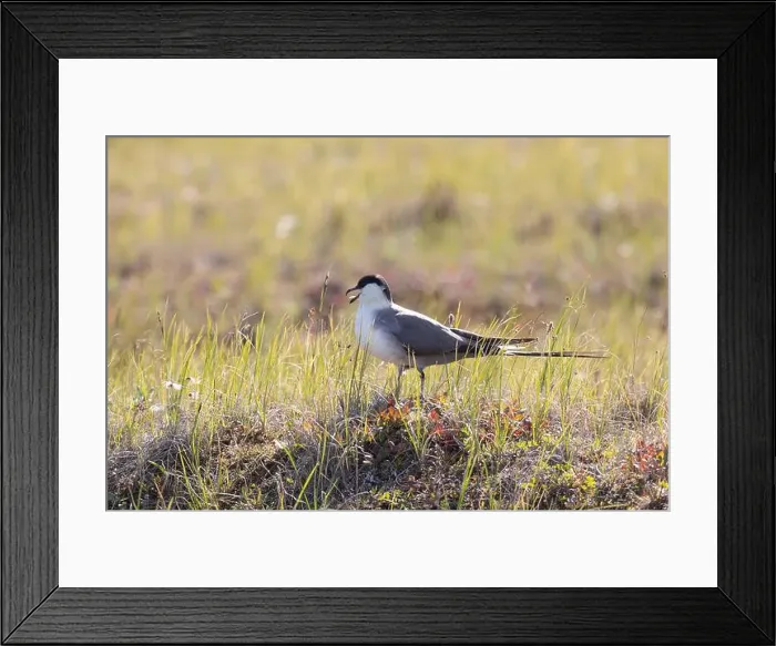 Framed Print : Long-tailed jaeger bird sitting on the grass Framed Print : Long-tailed jaeger bird sitting on the grass
