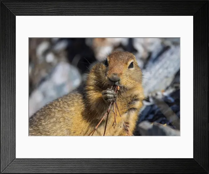 Framed Print : Arctic Ground Squirrel in Autumn in Denali National Park Alaska Framed Print : Arctic Ground Squirrel in Autumn in Denali National Park Alaska