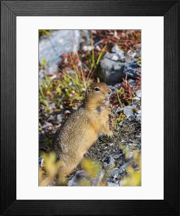 Framed Print : Arctic Ground Squirrel in Autumn in Denali National Park Alaska Framed Print : Arctic Ground Squirrel in Autumn in Denali National Park Alaska