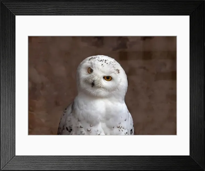 Framed Print : Portrait of a snowy owl from the front
