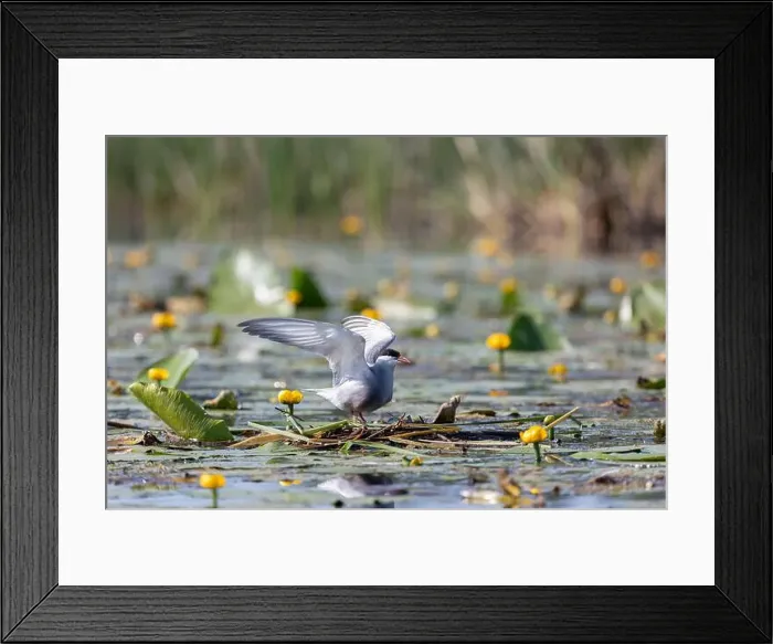Framed Print : Terns sits among water flowers Framed Print : Terns sits among water flowers