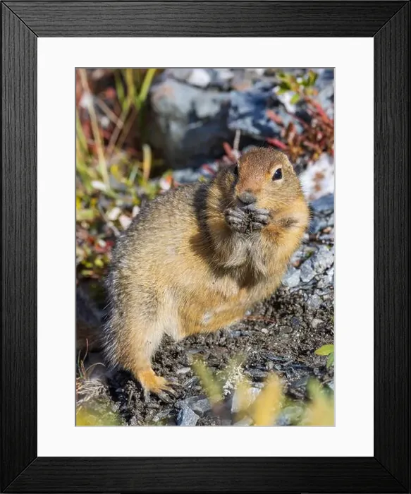 Framed Print : Arctic Ground Squirrel in Autumn in Denali National Park Alaska Framed Print : Arctic Ground Squirrel in Autumn in Denali National Park Alaska