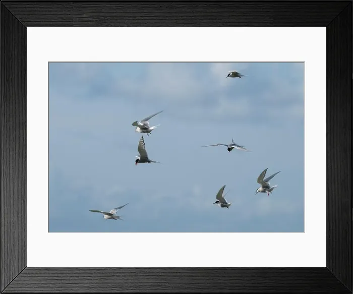 Framed Print : Flock of Arctic Tern (Sterna paradisaea) in flight, Orkney, Scotland Framed Print : Flock of Arctic Tern (Sterna paradisaea) in flight, Orkney, Scotland