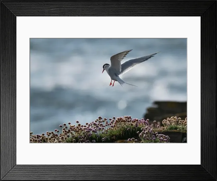 Framed Print : Arctic Tern lands at nesting area, Orkney, Scotland Framed Print : Arctic Tern lands at nesting area, Orkney, Scotland