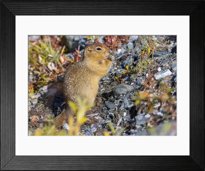 Framed Print : Arctic Ground Squirrel in Autumn in Denali National Park Alaska Framed Print : Arctic Ground Squirrel in Autumn in Denali National Park Alaska