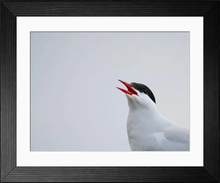 Framed Print : Arctic tern bird with opened beak in fog Framed Print : Arctic tern bird with opened beak in fog