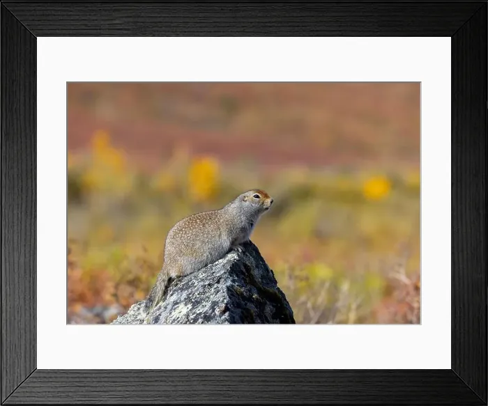Framed Print : Arctic Ground Squirrel in Denali National Park Alaska in Autumn Framed Print : Arctic Ground Squirrel in Denali National Park Alaska in Autumn