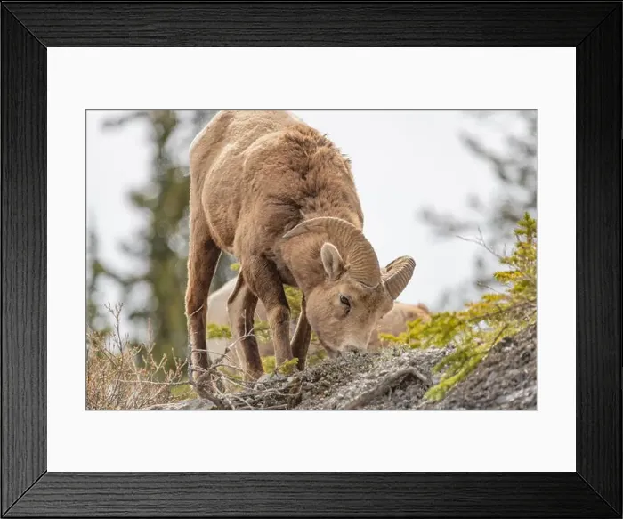 Framed Print : Wild bighorn sheep (Ovis canadensis) seen in Banff National Park during summer time with blurred Framed Print : Wild bighorn sheep (Ovis canadensis) seen in Banff National Park during summer time with blurred