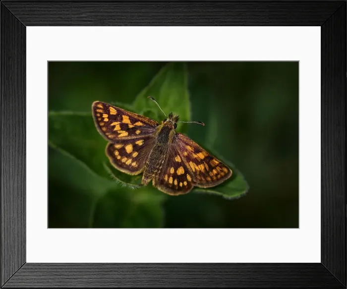 Framed Print : Arctic Skipper, Carterocephalus palaemon Framed Print : Arctic Skipper, Carterocephalus palaemon