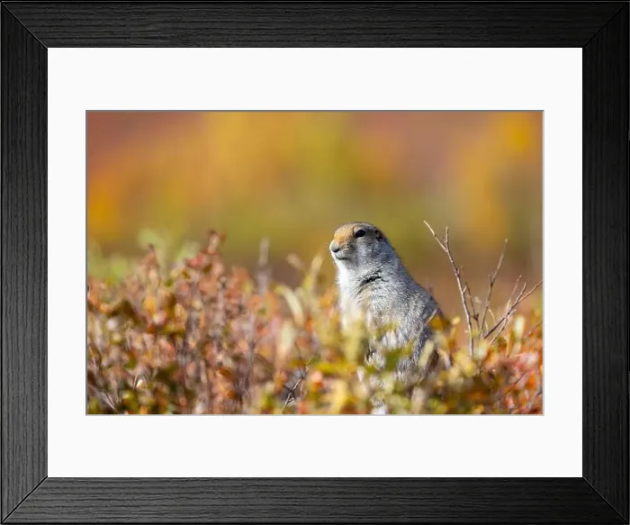 Framed Print : Arctic Ground Squirrel in Denali National Park Alaska in Autumn Framed Print : Arctic Ground Squirrel in Denali National Park Alaska in Autumn
