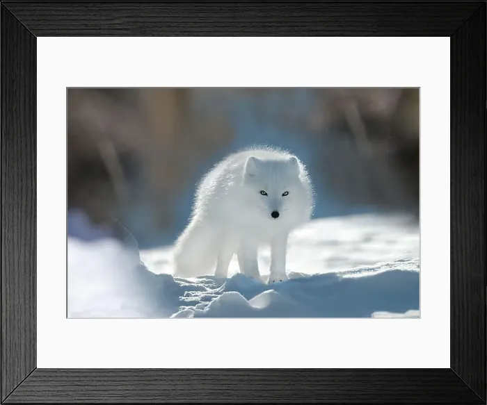 Framed Print : A polar fox (Vulpes lagopus) with white fur stands on the snow in a bright winter environment Framed Print : A polar fox (Vulpes lagopus) with white fur stands on the snow in a bright winter environment