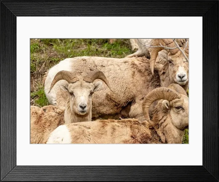 Framed Print : Wild bighorn sheep (Ovis canadensis) seen in Banff National Park during summer time with blurred Framed Print : Wild bighorn sheep (Ovis canadensis) seen in Banff National Park during summer time with blurred
