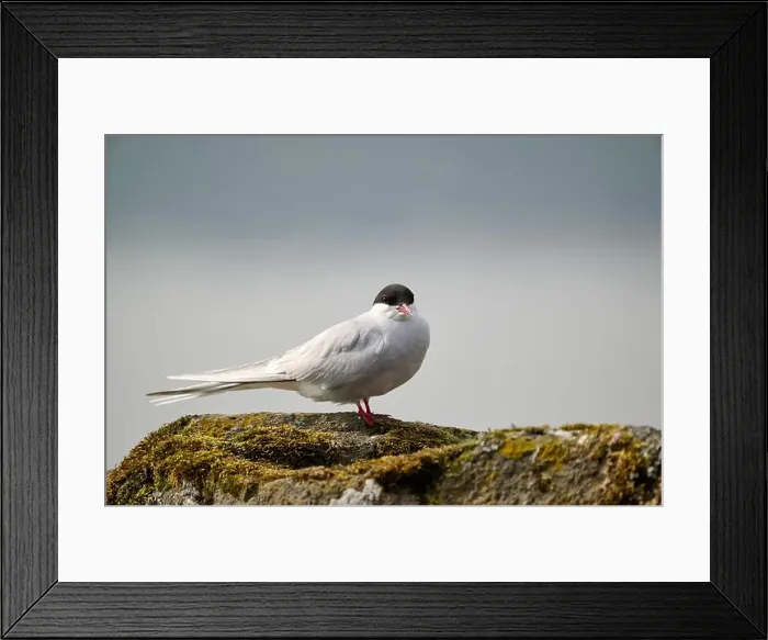 Framed Print : Bird relaxing on moss covered rock against clear sky Framed Print : Bird relaxing on moss covered rock against clear sky