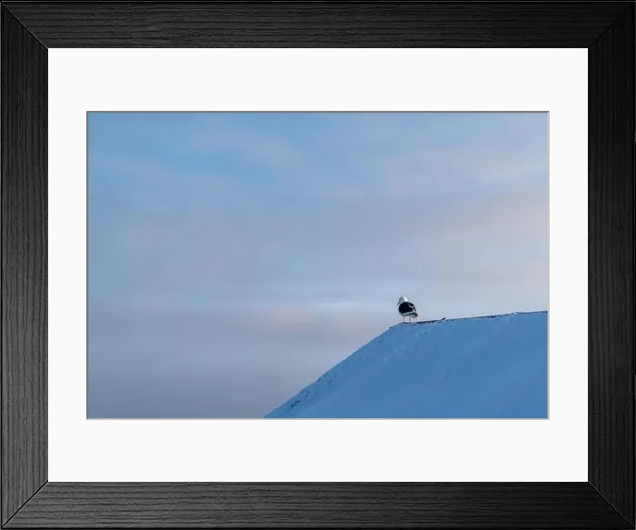 Framed Print : Tern on the snow. Antarctic nature. Wildlife Framed Print : Tern on the snow. Antarctic nature. Wildlife