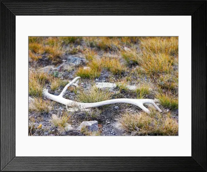 Framed Print : Antler of extinct East Greenlandic Reindeer Framed Print : Antler of extinct East Greenlandic Reindeer