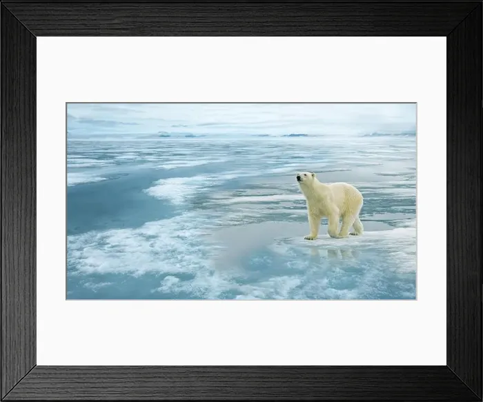 Framed Print : A polar bear (Ursus maritimus) stands on ice in a snowy and cold Arctic environment. Greenland Framed Print : A polar bear (Ursus maritimus) stands on ice in a snowy and cold Arctic environment. Greenland