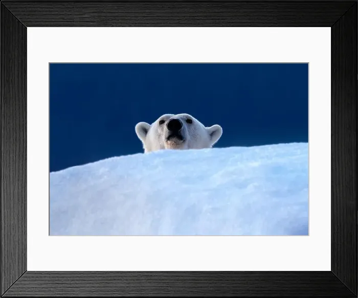 Framed Print : Polar bear, ursus maritimus, peeps over the top of an iceberg