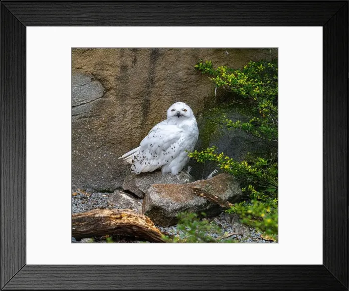 Framed Print : The snowy owl, Bubo scandiacus Framed Print : The snowy owl, Bubo scandiacus