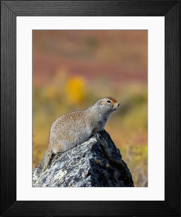 Framed Print : Arctic Ground Squirrel in Denali National Park Alaska in Autumn Framed Print : Arctic Ground Squirrel in Denali National Park Alaska in Autumn