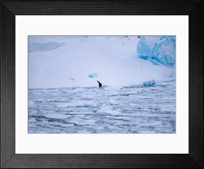 Framed Print : Kelp gull (Larus dominicanus), Antarctica Framed Print : Kelp gull (Larus dominicanus), Antarctica