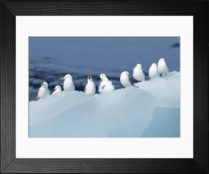Framed Print : A row of black-legged kittiwakes perched along the edge of an iceberg Svalbard Framed Print : A row of black-legged kittiwakes perched along the edge of an iceberg Svalbard