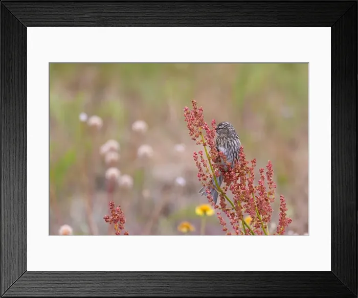 Framed Print : Young redpoll eats horse sorrel seeds Framed Print : Young redpoll eats horse sorrel seeds