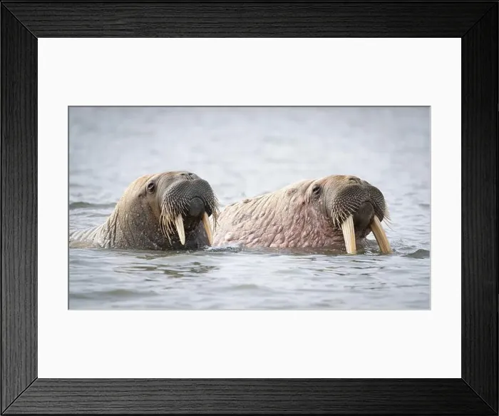 Framed Print : A pair of male walrus swimming in the water svalbard Framed Print : A pair of male walrus swimming in the water svalbard