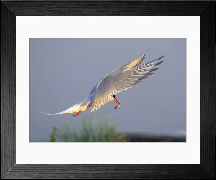 Framed Print : An Arctic tern (Sterna paradisaea) in flight holding a small fish in its beak Framed Print : An Arctic tern (Sterna paradisaea) in flight holding a small fish in its beak