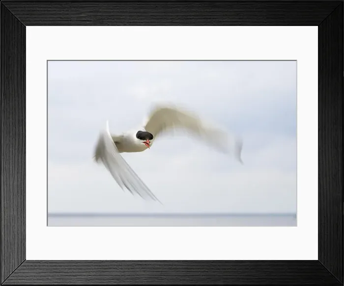 Framed Print : An Arctic Arctic Tern (Sterna paradisaea) with outstretched wings Framed Print : An Arctic Arctic Tern (Sterna paradisaea) with outstretched wings