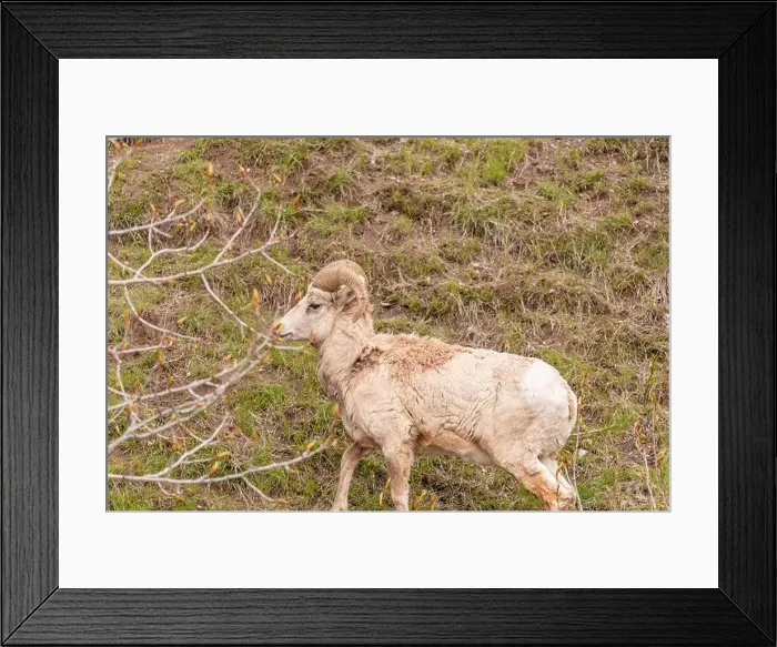 Framed Print : Wild bighorn sheep (Ovis canadensis) seen in Banff National Park during summer time with blurred Framed Print : Wild bighorn sheep (Ovis canadensis) seen in Banff National Park during summer time with blurred