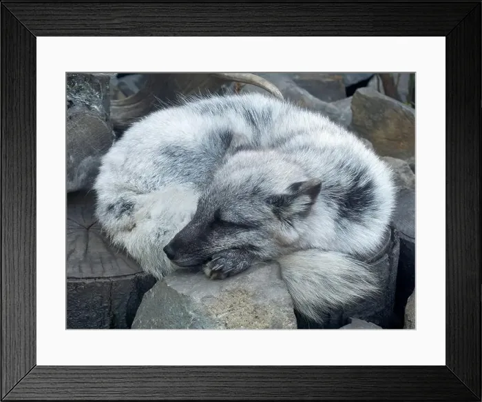 Framed Print : Arctic fox, white fox, polar fox, snow fox, Polarfuchs, Renard polaire, Vulpes lagopus, sarki róka Framed Print : Arctic fox, white fox, polar fox, snow fox, Polarfuchs, Renard polaire, Vulpes lagopus, sarki róka