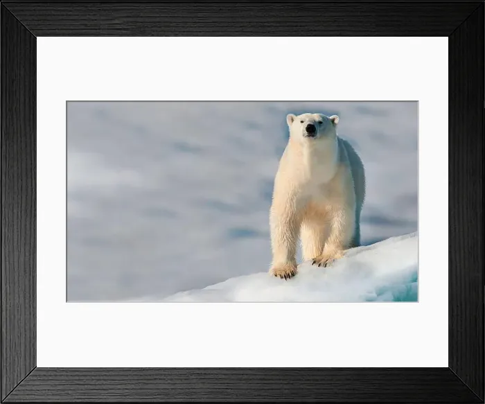 Framed Print : A polar bear (Ursus maritimus) stands on ice in a snowy and cold Arctic environment. Greenland Framed Print : A polar bear (Ursus maritimus) stands on ice in a snowy and cold Arctic environment. Greenland