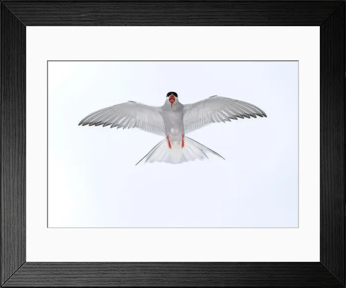 Framed Print : An Arctic Arctic Tern (Sterna paradisaea) with wide-spread wings flying symmetrically in the sky Framed Print : An Arctic Arctic Tern (Sterna paradisaea) with wide-spread wings flying symmetrically in the sky