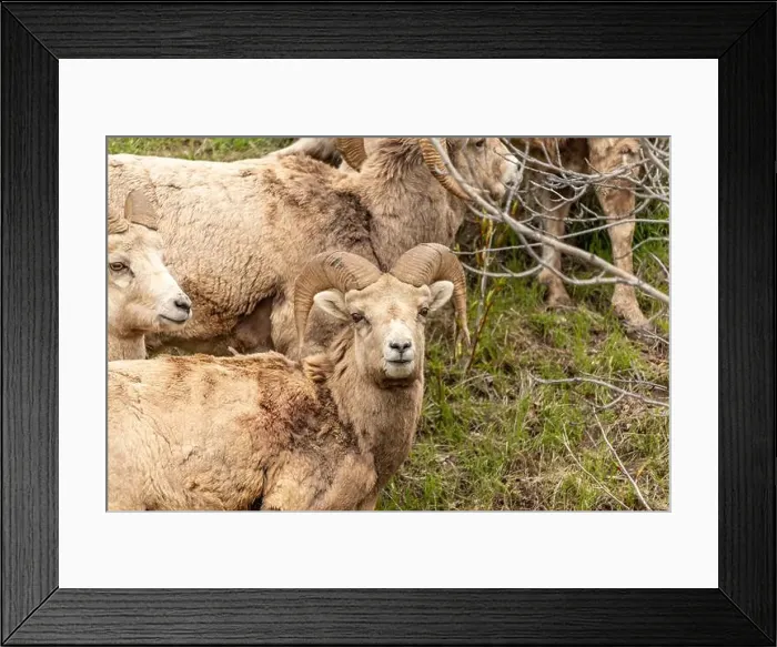 Framed Print : Wild bighorn sheep (Ovis canadensis) seen in Banff National Park during summer time with blurred Framed Print : Wild bighorn sheep (Ovis canadensis) seen in Banff National Park during summer time with blurred