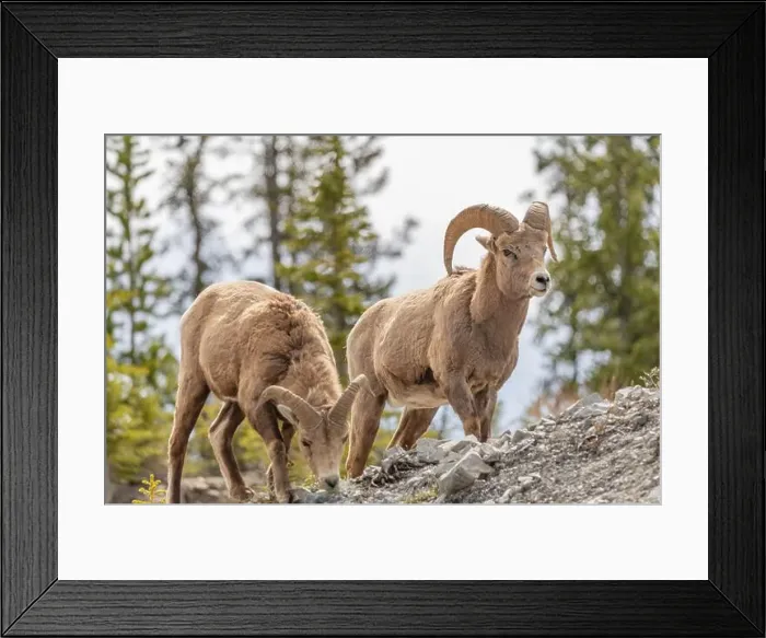 Framed Print : Wild bighorn sheep (Ovis canadensis) seen in Banff National Park during summer time with blurred Framed Print : Wild bighorn sheep (Ovis canadensis) seen in Banff National Park during summer time with blurred