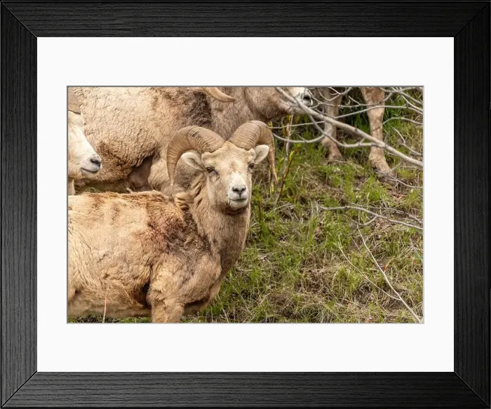 Framed Print : Wild bighorn sheep (Ovis canadensis) seen in Banff National Park during summer time with blurred Framed Print : Wild bighorn sheep (Ovis canadensis) seen in Banff National Park during summer time with blurred